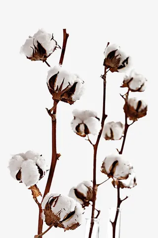 实物多颗棉花枝免抠