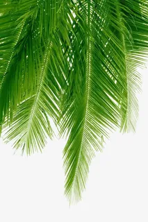 棕榈树叶免抠 棕榈树叶免抠