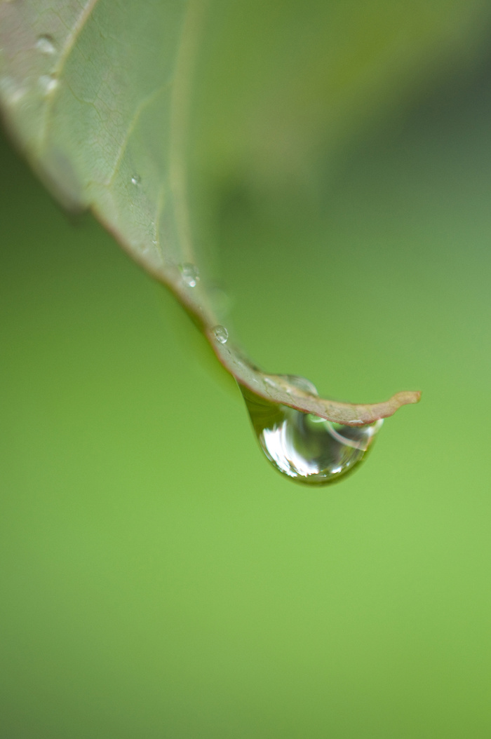 雨后绿色树叶高清