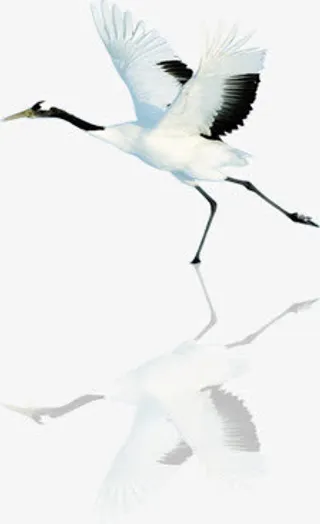想要展翅高飞的白色仙鹤免抠