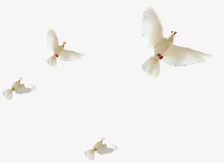 春天清新白鸽动物免抠装饰动物元素