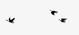 飞鸟古风免抠素材免抠