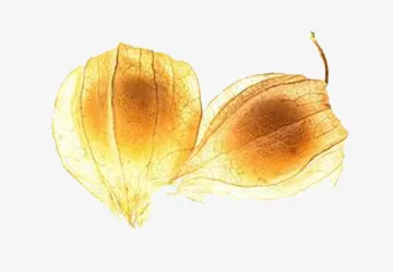 黄色灯笼果免抠