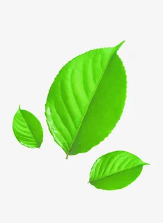 春天季节树叶绿色绿叶免抠