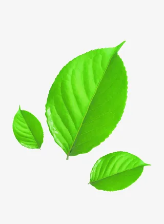 春天季节树叶绿色绿叶免抠