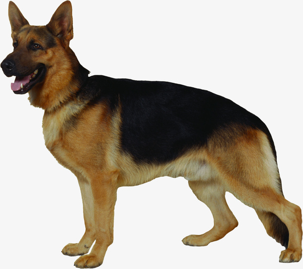 大狼狗德国牧羊犬宠物免抠