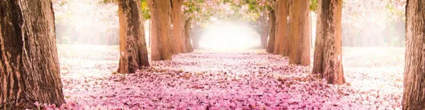 风景背景banner