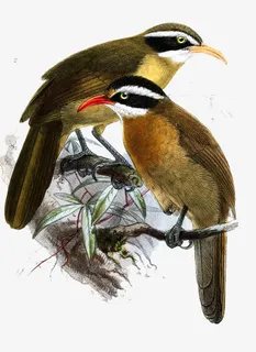 工笔鸟类装饰画免抠