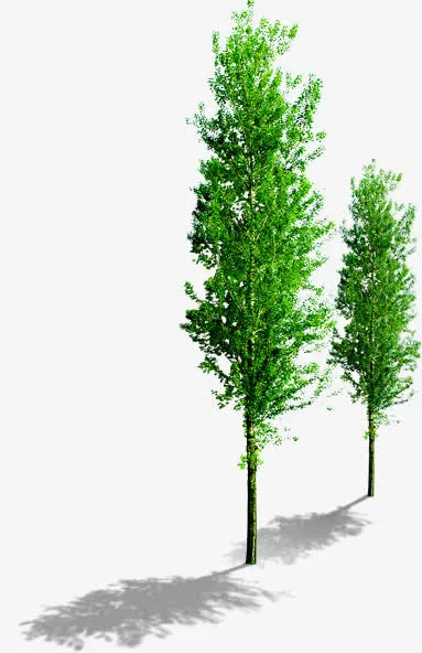小树成荫毕业免抠