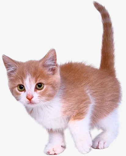 黄色猫咪免抠