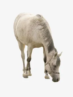 吃草的白马免抠