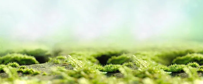 绿色清新背景图高清