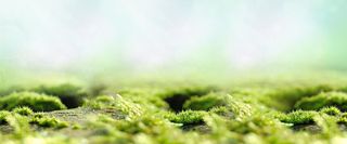 绿色清新背景图高清