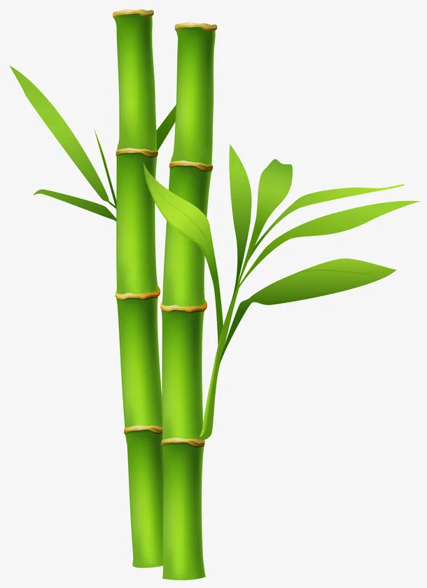 竹子 竹叶 单独 竹竿免抠