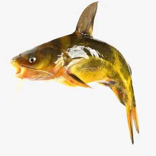 昂刺鱼海鲜鱼类免抠