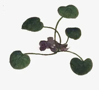 高清创意手绘合成效果荷叶免抠