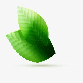 绿叶矢量图免抠