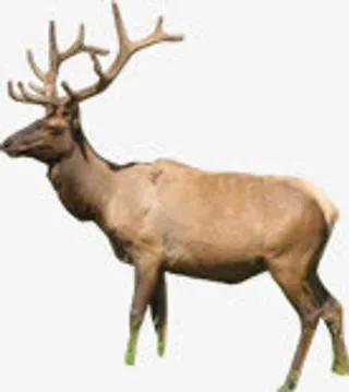 可爱动物麋鹿造型免抠