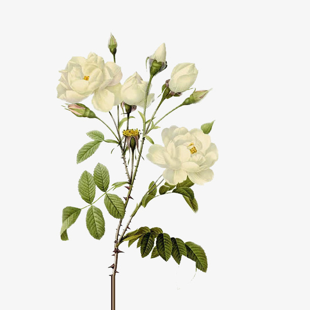 玫瑰花免抠