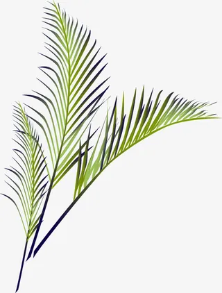 夏日清新树枝免抠