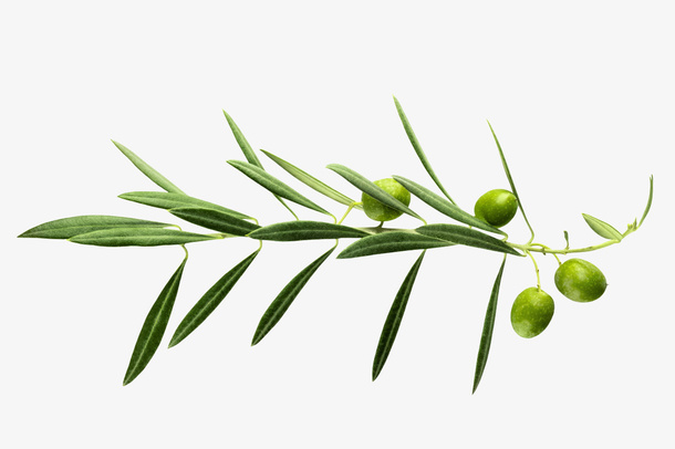 植物绿叶png素材免抠