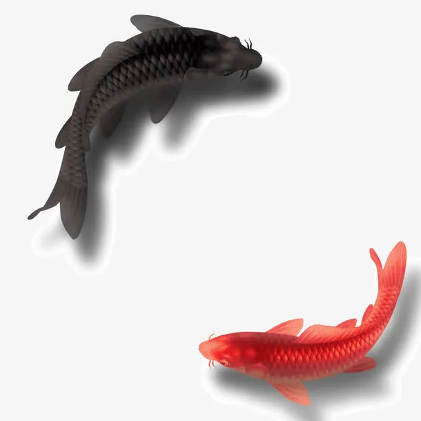 黑鱼红鱼免抠