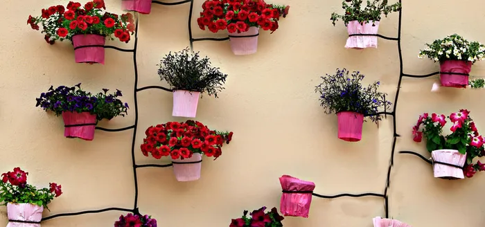 花卉背景图高清