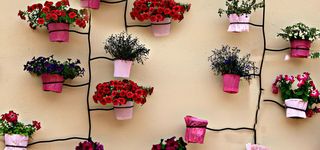 花卉背景图高清