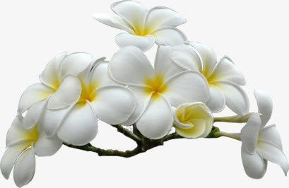 鸡蛋花免抠