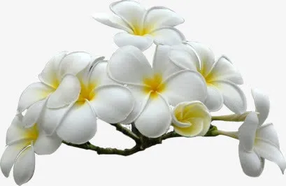 鸡蛋花免抠