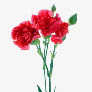 红色鲜艳康乃馨免抠