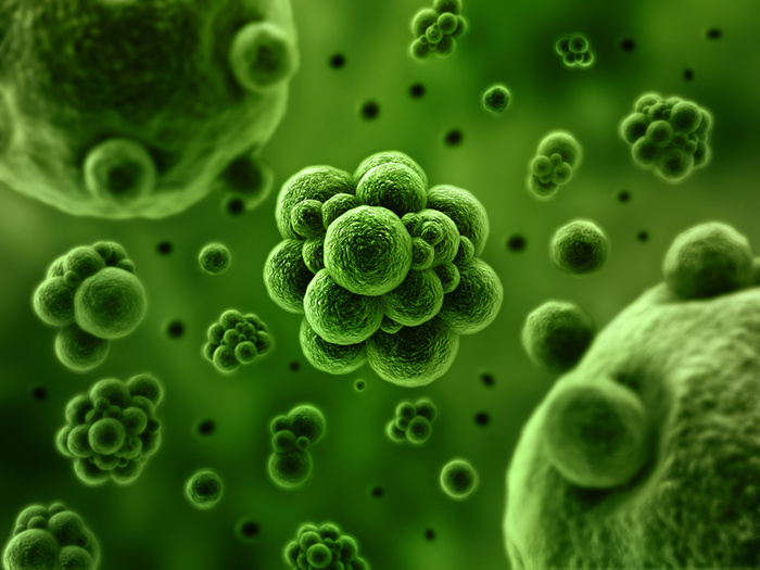 人体细胞细菌等生物高清图片高清
