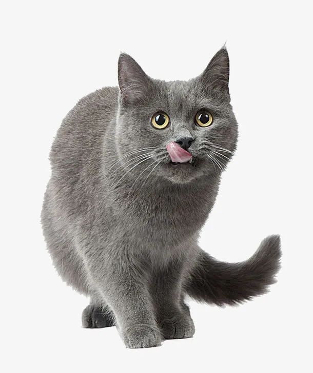 灰色猫咪免抠