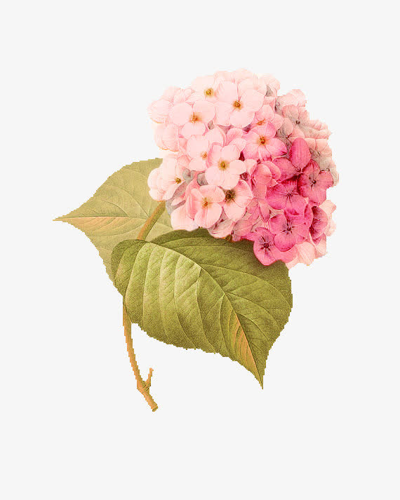 粉色手绘绣球花装饰图案免抠
