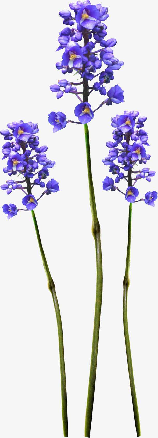 漂亮藏红花花枝免抠