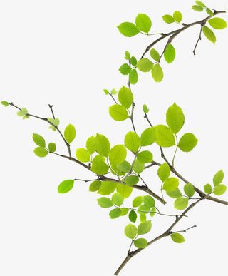 绿叶春天展板设计免抠