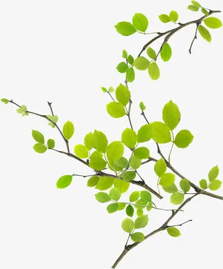 绿叶春天展板设计免抠