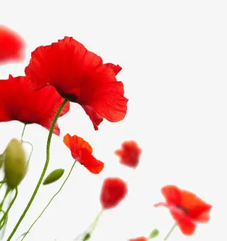 绽放的水仙花免抠