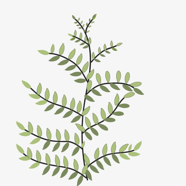 嫩绿的枝条植物免抠