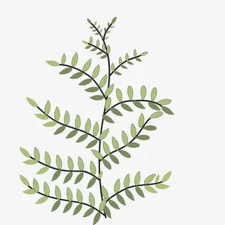 嫩绿的枝条植物免抠