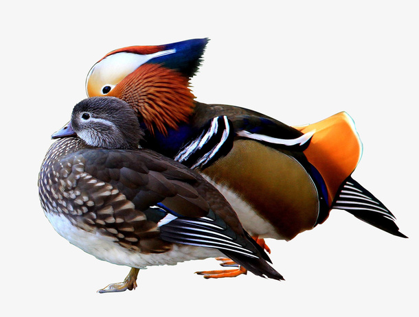 鸳鸯鸟类动物免抠