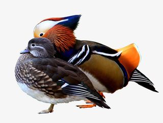 鸳鸯鸟类动物免抠