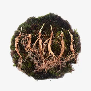 带土长白山野山参免抠