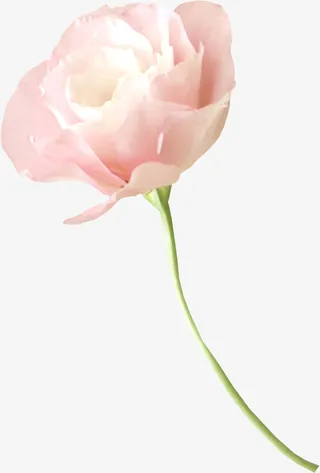 鲜花花草花草图片素材免抠