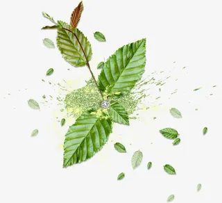 漂浮绿叶免抠