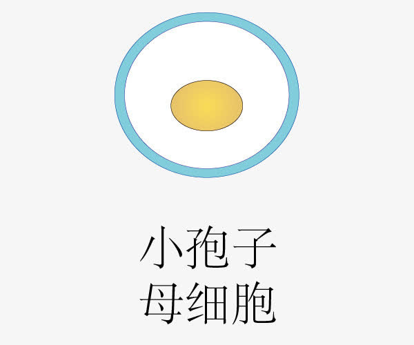 被子华粉发育过程免抠
