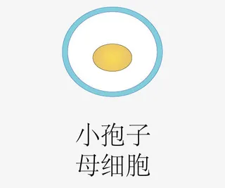 被子华粉发育过程免抠