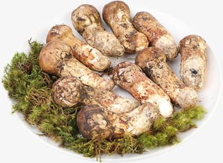 一盘昂贵的松茸特写免抠