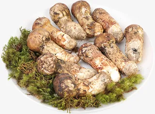 一盘昂贵的松茸特写免抠