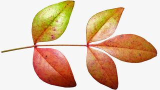 春天一枝棕绿相间的叶子免抠